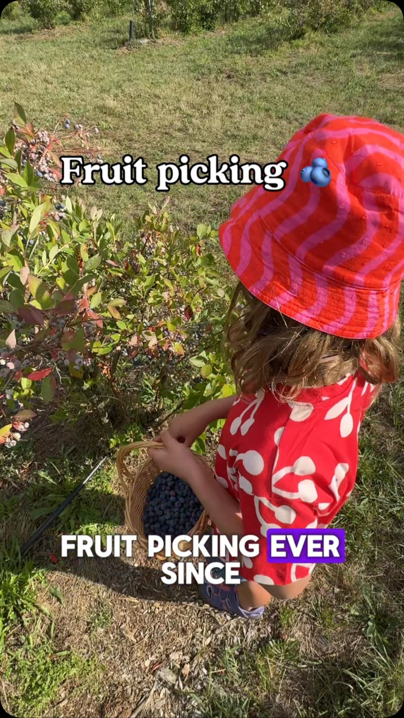 #berlinwithkids #berlinmitkind
I’ve wanted to go fruit picking ever since summer started... and we finally made it. 🫐💙
It’s one of those simple summer activities that ends up being so much fun. My daughter could spend hours picking berries (and, let’s be honest, eating half of them straight from the bush 😅).
We visited Pomonagarten in Elisenau @pomonagartenbau , where you can currently pick blueberries 🫐 and plums. 
They update their website daily with what’s in season, so it’s worth checking before you go.
A few practical tips:
🫐 Bring your own containers (or buy one there).
🫐 You pay for what you pick.
🫐 Don’t forget water and sunscreen on a sunny day!
And fruit just tastes better when you’ve picked it yourself. 💙
Have you ever been fruit picking? Or is it still on your summer bucket list? 🌿
📍 Address:
Pomona horticulture GmbH & Co. KG Selbstpflücke Elisenau
Helenenauer Weg 2, 16356 Ahrensfelde

Hat and t-shirt @companiafantastica_mini 
//Werbung

#fruitspicking #selbstpflücken