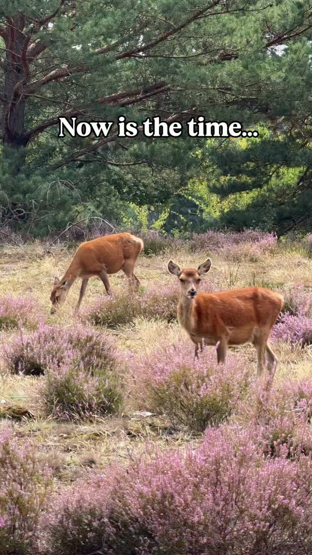 #brandenburg #berlinwithkids 
Heather season is here! 💜🌿

Schönower Heide is currently in full bloom, and it’s one of those places that makes you forget you’re just outside Berlin. Endless purple heather, sandy paths, wide open landscapes and, if you’re lucky, you might even spot some wildlife along the way. 🦌

There are several marked walking routes through the heath, so you can easily choose how much you want to explore. The trails lead through open heathland, forest and past observation points - perfect for a relaxed family walk or a longer nature escape. 🥾🌿

And the best part? You don’t need a car to get there! 🚆🚌

From Gesundbrunnen, take the s-Bahn to Zepernick, continue by bus, and after a short walk you’re right in the middle of the heathland. 💜

Such an easy little nature escape from Berlin - especially now, while the heather is at its most beautiful.

📍 Schönower Heide
💜 Best time to see the heather: late summer
🥾 Several marked walking routes to choose from
🚆 Easily reachable by public transport
#berlinnature #heath